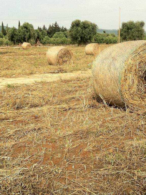 Masseria Torremossa فاسانو المظهر الخارجي الصورة